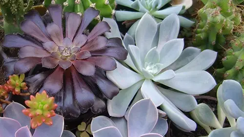 A group of succulents in pots.