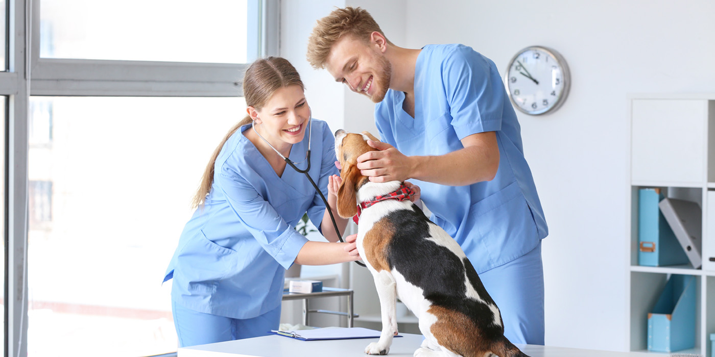 Two veterinary assistants, a woman and a man, taking care of a dog.